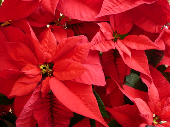 Poinsettia